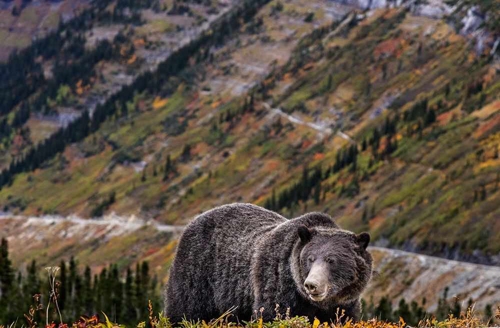 Grizzly bear along Going-to-the-Sun Road in Glacier National Park-Montana-USA art print by Chuck Haney for $57.95 CAD